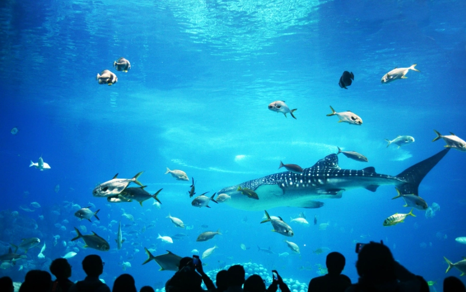 珠海長隆海洋王國攻略