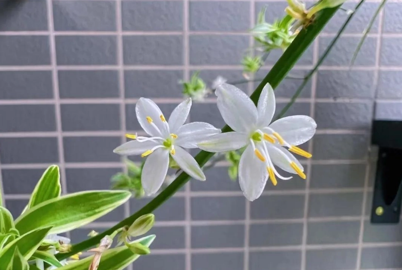 吊蘭浇水 吊蘭浇水