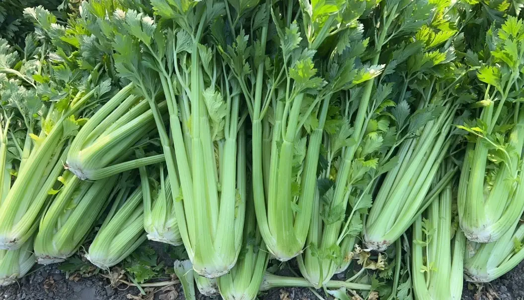 芹菜和西洋芹的差別