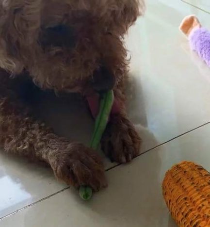 狗狗可以吃四季豆嗎