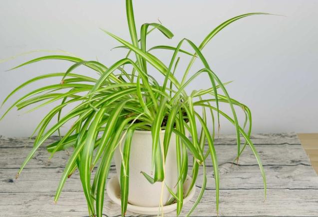 室內吊蘭擺放 室內吊蘭擺放