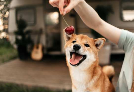 狗可以吃櫻桃嗎 狗可以吃櫻桃嗎