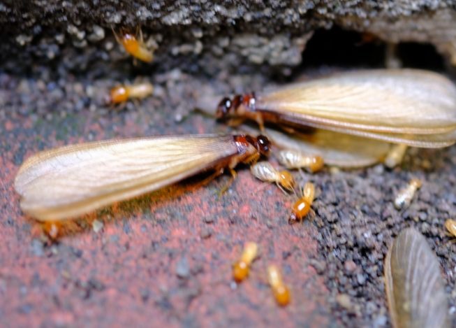 飛蟻防治方法 飛蟻防治方法