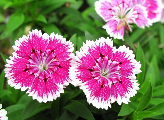 花卉背叛含义 花卉背叛含义