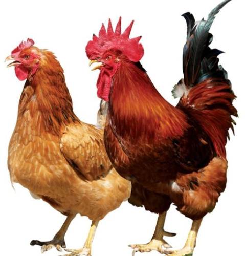 雞性別辨識方法