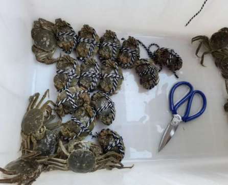 胡蘿蔔飲食注意事項 胡蘿蔔飲食注意事項