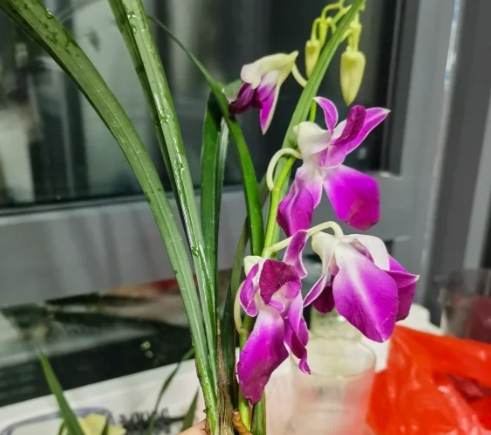 蘭花救活方法 蘭花救活方法