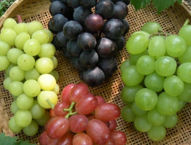 葡萄營養價值 葡萄營養價值