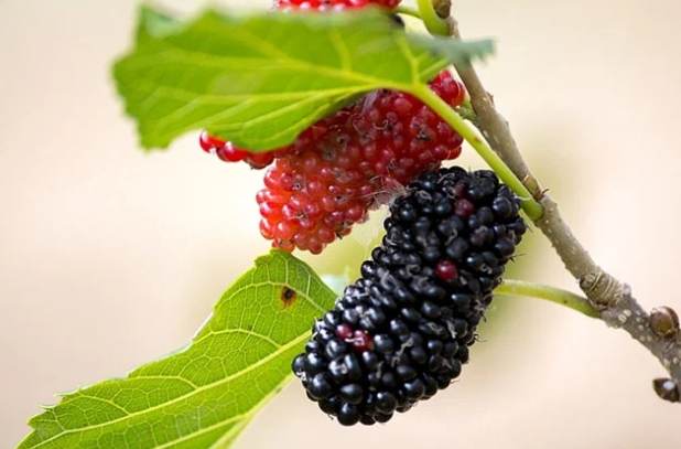 桑葚功效 桑葚功效