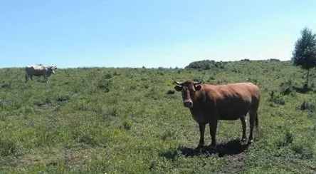 怎麼知道自己能不能吃牛