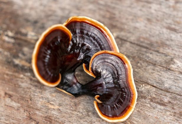 靈芝誰不能吃 靈芝誰不能吃