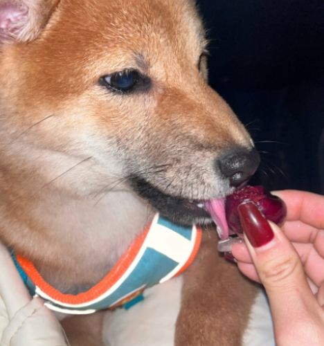 櫻桃對狗有毒 櫻桃對狗有毒