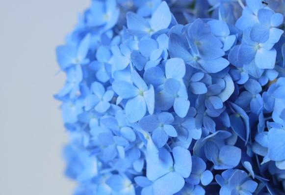 紫陽花寓意 紫陽花寓意