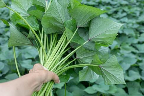 地瓜葉搭配禁忌 地瓜葉搭配禁忌