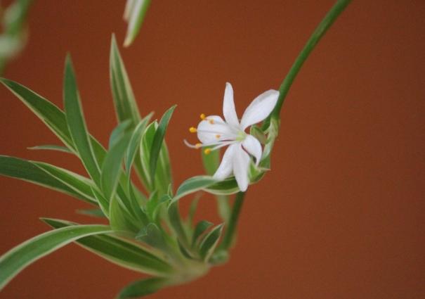 吊蘭開花照顧 吊蘭開花照顧