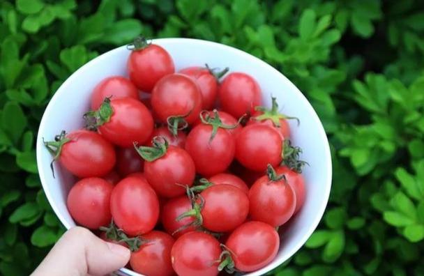 小番茄吃法 小番茄吃法