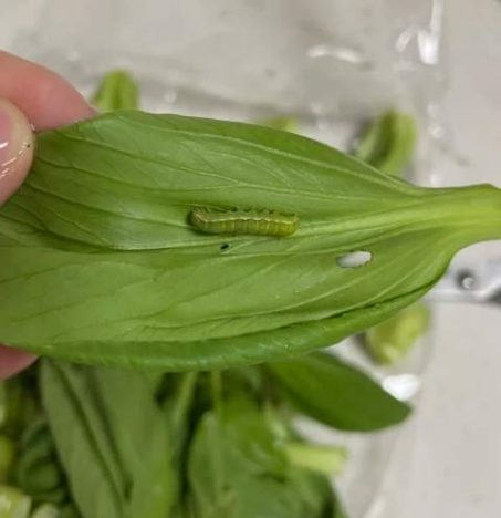 菜蟲如何處理