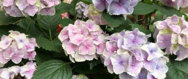 繡球花紫色象徵