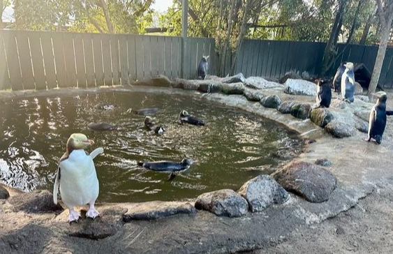 但尼丁黃眼企鵝