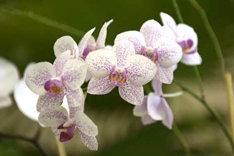 蝴蝶兰开花次数