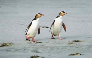 但尼丁企鵝觀光