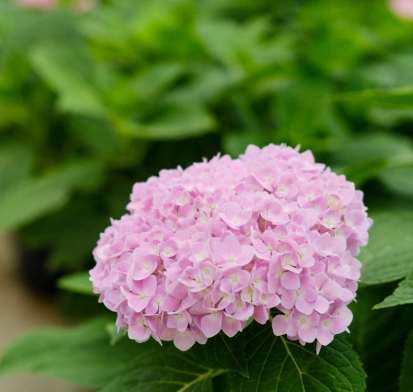 繡球花紫色象徵