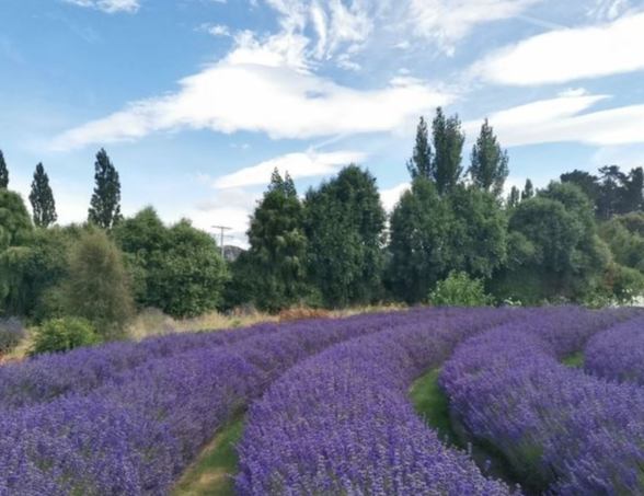 薰衣草農場旅遊