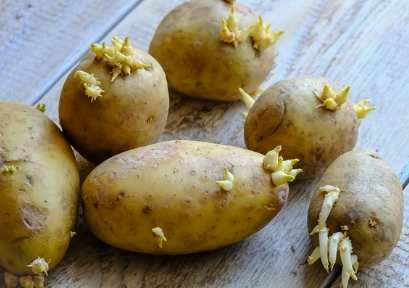 馬鈴薯食用禁忌