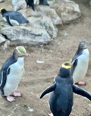 但尼丁黃眼企鵝