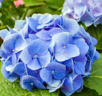 紫色繡球花種植