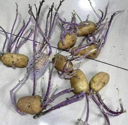 馬鈴薯中毒症狀