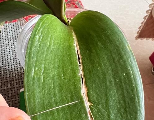 蝴蝶蘭葉子裂開處理 蝴蝶蘭葉子裂開處理
