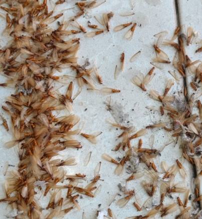 飛蟻防治方法 飛蟻防治方法