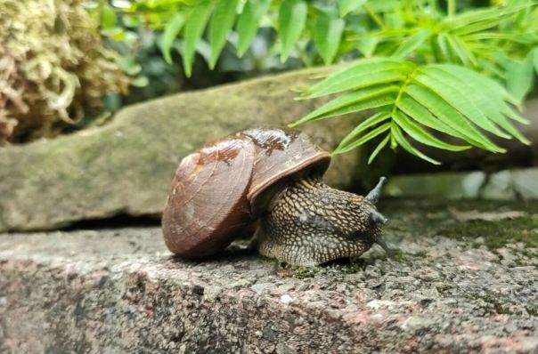 蝸牛討厭的氣味