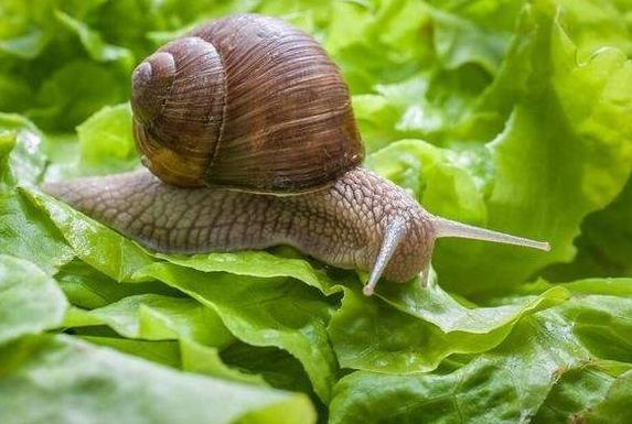 防止蝸牛吃菜 防止蝸牛吃菜