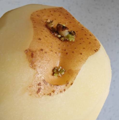 馬鈴薯保存方法 馬鈴薯保存方法