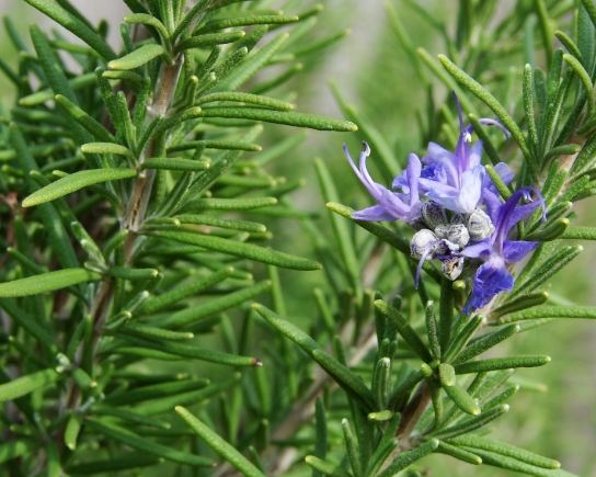 天然驅蟲植物 天然驅蟲植物
