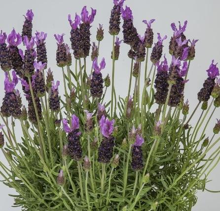 花園防蝸牛方法 花園防蝸牛方法