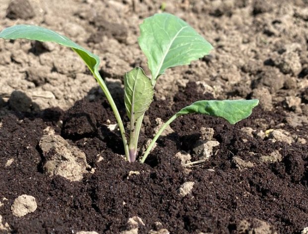 咖啡渣肥料 咖啡渣肥料