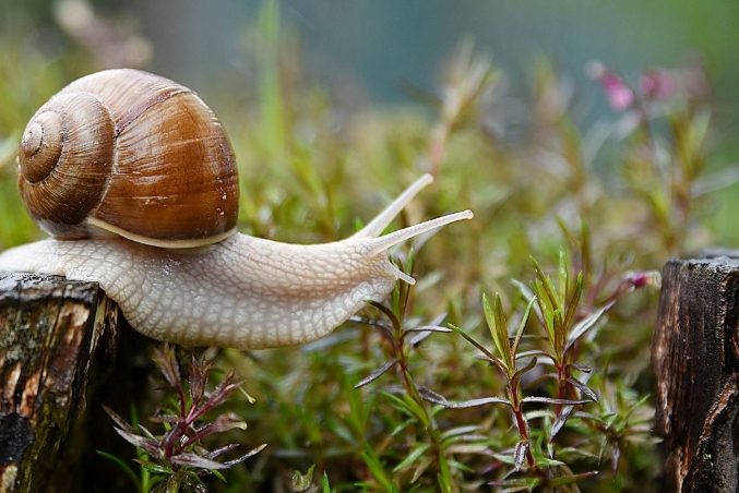 有機蝸牛防治 有機蝸牛防治