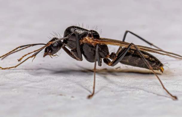 飛蟻毒性 飛蟻毒性