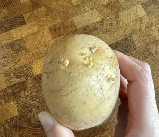 馬鈴薯發芽原因 馬鈴薯發芽原因