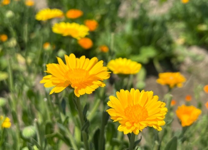 花園防蝸牛方法 花園防蝸牛方法