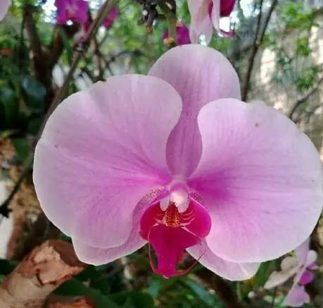 蘭花二次開花方法