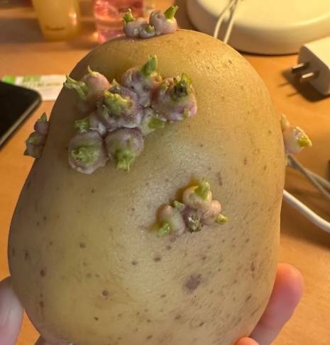 發芽馬鈴薯有毒 發芽馬鈴薯有毒