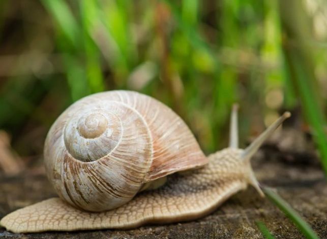 蝸牛防治方法 蝸牛防治方法