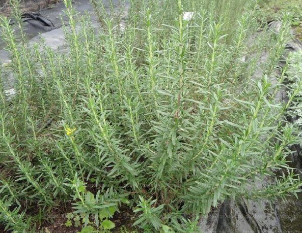 花園防蝸牛方法 花園防蝸牛方法