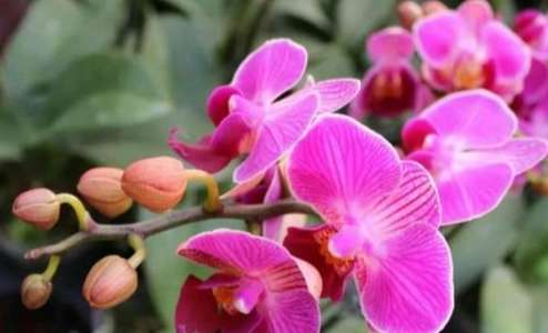 蘭花二次開花方法