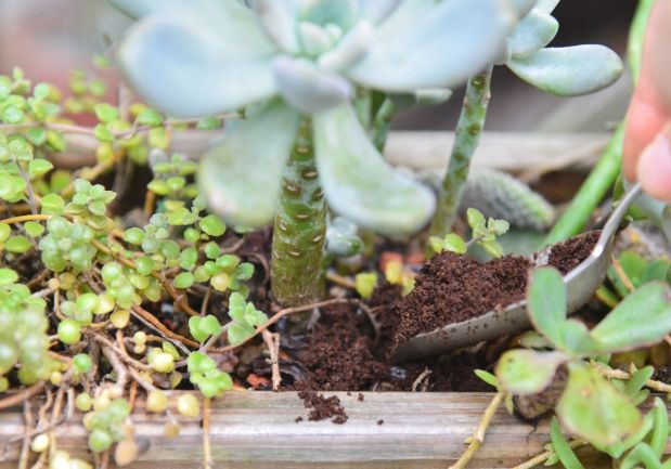 咖啡渣肥料 咖啡渣肥料