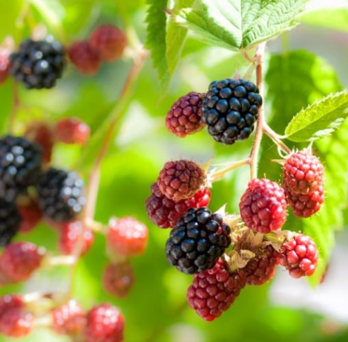 桑椹治療喉嚨痛